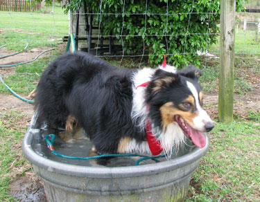 Ace in the tub