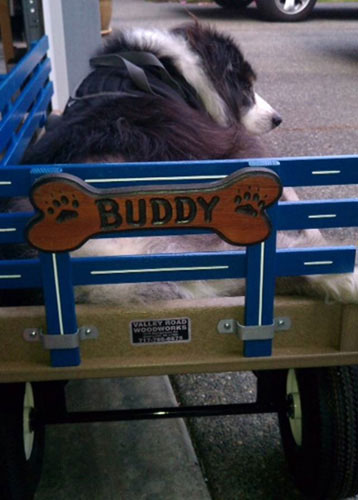 Buddy