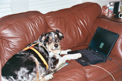 Toby on the computer